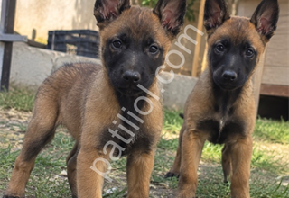 Üst Düzey Kalitede Malinois Yavruları