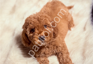 F1 MALTİPOO YAVRULARIMIZ HAZIR
