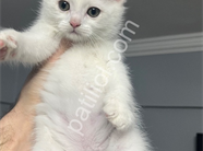 British shorthair kar beyaz dişi ayı kafa yavru