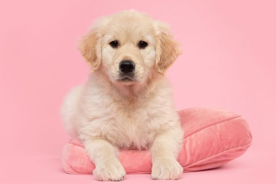 Golden Retriever Hakkında Her Şey