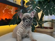 EGZOTİK FRENCH BULLDOG YAVRULARIM HARİKA RENKLER VE ANATOMİLER