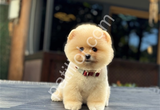 Orjinal Boo yavrular