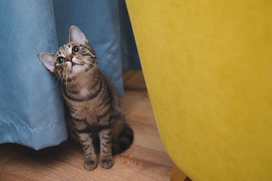 Küçük Evlerde Kedi Bakımı İçin Pratik Öneriler