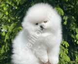 Pamuk Prenses Pomeranian Boo Son Dişi  Yavru