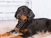 King size  doberman yavrular