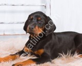King size  doberman yavrular