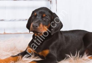 King size  doberman yavrular