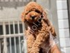 Fenomen Mini Toy Poodle Yavrularım