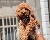 Fenomen Mini Toy Poodle Yavrularım