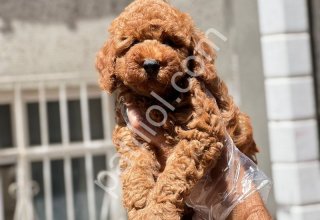 Fenomen Mini Toy Poodle Yavrularım