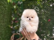 81 ile gönderim yapılır pomeranian Boo yavrularım