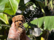Orijinal Maltipoo Yavrular