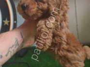 Kore poodle kilo garantili