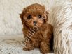 TOY POODLE SEVİMLİ YAVRULAR