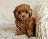 TOY POODLE SEVİMLİ YAVRULAR