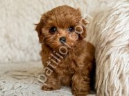 TOY POODLE SEVİMLİ YAVRULAR