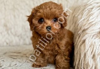 TOY POODLE SEVİMLİ YAVRULAR