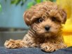 TOY POODLE CİNSİ YAVRULAR