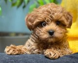 TOY POODLE CİNSİ YAVRULAR