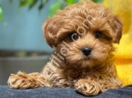 TOY POODLE CİNSİ YAVRULAR