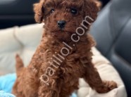 A Kalite Toy Poodle Yavrular