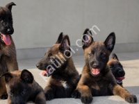 Belçika Kurdu Malinois – Sağlıklı Yavrular