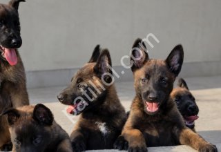 Belçika Kurdu Malinois – Sağlıklı Yavrular