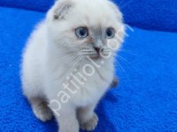 Scottish Fold Yavrumuz Teslime Hazırdır