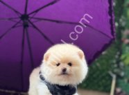 POMERRİAN boo yavrular