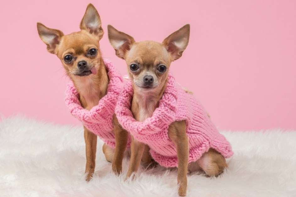 Chihuahua (Şivava ) Hakkında Herşey