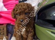İstanbul Toy Poodle Satılık Safkan Yavru