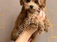 Orijinal Maltipoo F1 Yavrularım