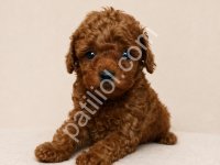 Aile Dostu Toy Poodle Yavruları