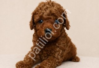 Aile Dostu Toy Poodle Yavruları