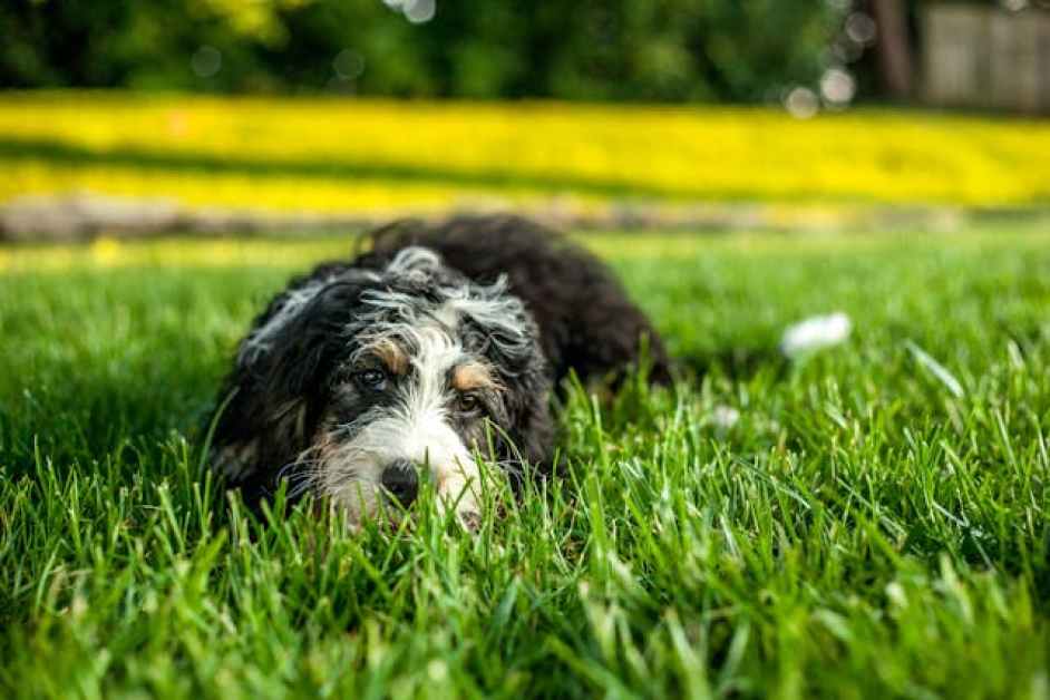Bernedoodle Hakkında Herşey