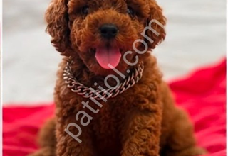 TOY POODLE SEVİMLİ YAVRULAR
