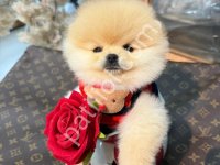Pomerrian Boo Yavrular Ev Ortamında