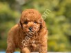 Ankaranın en güzel Toy Poodle yavruları
