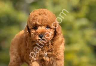 Ankaranın en güzel Toy Poodle yavruları