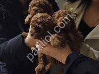 Show Kalite Red Brown Toy Poodle