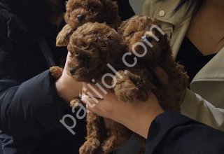 Show Kalite Red Brown Toy Poodle