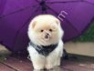 POMERRİAN boo yavrular