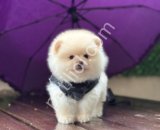 POMERRİAN boo yavrular