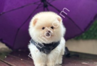 POMERRİAN boo yavrular