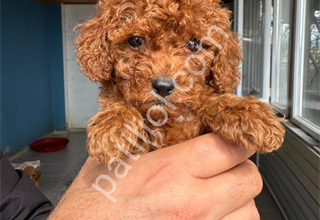 TOY POODLE SEVİMLİ YAVRULAR