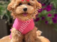 Tuvalet Eğitimli Maltipoo Yavrular