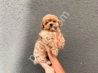 Kore Maltipoo Yavrular
