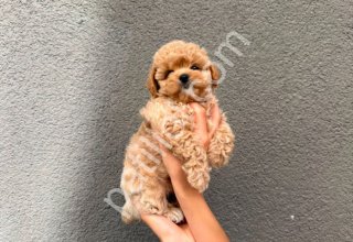 Kore Maltipoo Yavrular
