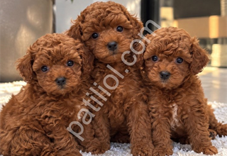 PREMİUM KALİTEDE ÖZEL POODLE YAVRULARI