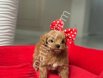 Aşılı Maltipoo Yavru